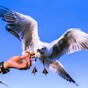 Man denies he fed ketamine to seagull after video goes viral