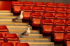 Seagulls have forced one football team to resort to dramatic measures