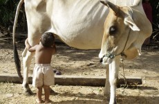 Photos: Cambodian toddler suckles from cow after parents leave village