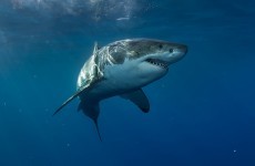Diver killed by shark as daughter watches on