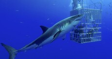 Here's what to do if you're ever attacked by a shark