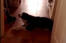 This Dublin dog seems to speak perfect English back to her owner