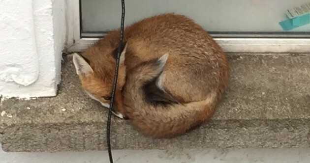 This fox was spotted trapped and scared in a Dublin 8 basement this morning