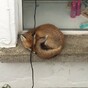 This fox was spotted trapped and scared in a Dublin 8 basement this morning