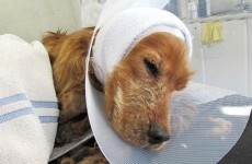 More than 340 dogs have been rehomed from an "appalling" puppy farm in Carlow