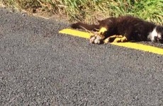 Road marking crew paint over dead cat rather than move it