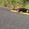 Road marking crew paint over dead cat rather than move it