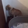 Watch: Video of dog so traumatised by ill treatment she won't look away from the wall