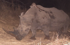 Watch: A wildcat was caught riding a rhino at an African nature reserve
