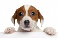 Man violently killed dog in park because he couldn't pay vet bills