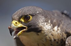 Two peregrine falcons have been shot dead