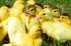 A Florida man has been jailed for killing a family of ducklings with his lawnmower