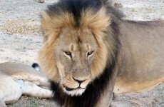 Dentist who shot Cecil didn't know the lion was a "known, local favourite"