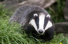 Drunk badger steals seven beers, passes out for two days