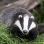 Drunk badger steals seven beers, passes out for two days