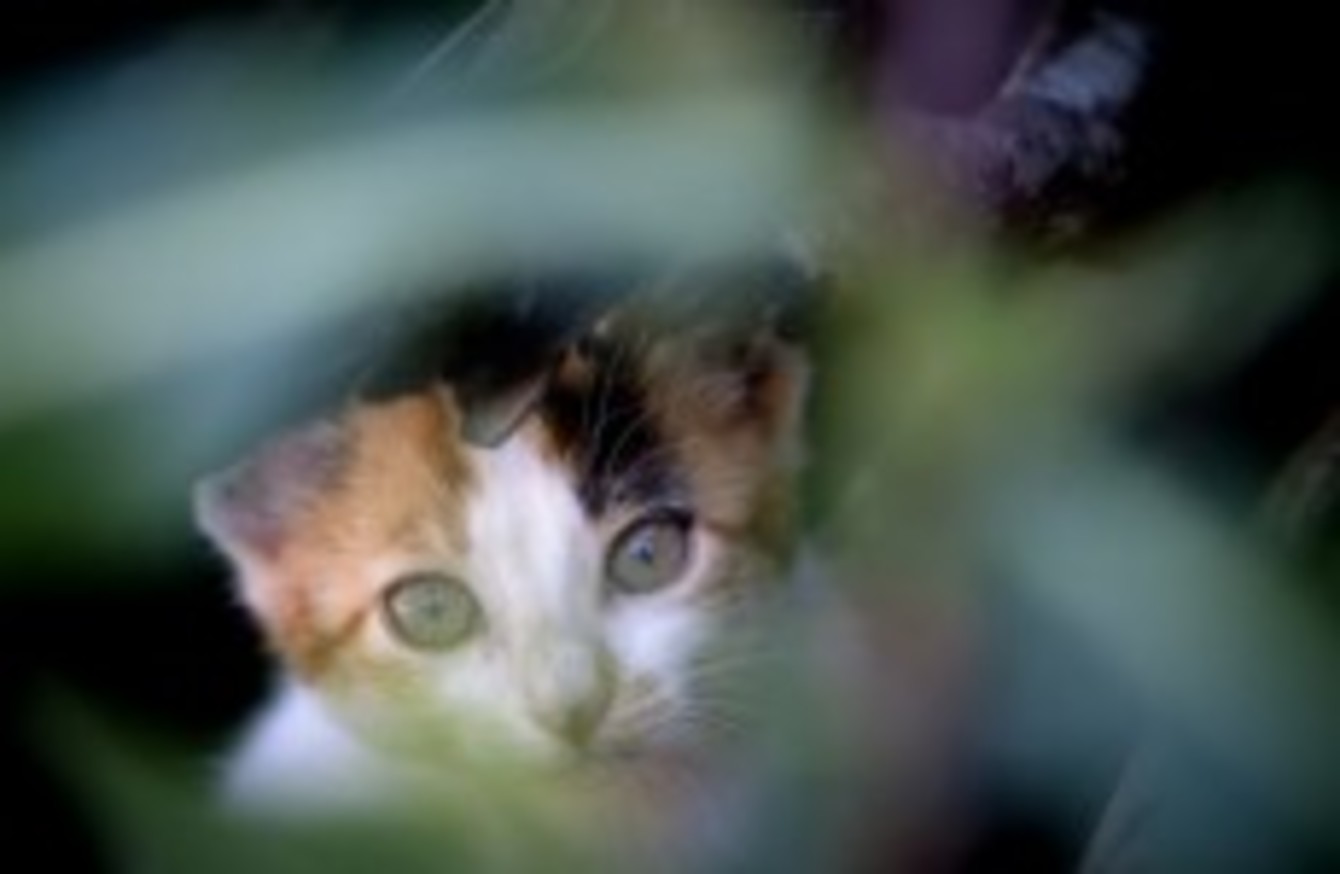  Glow  in the dark cats could help HIV  study  The Daily Edge
