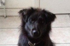 The dog "sentenced to death for barking" was never ordered to be put down