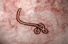 "This is big news": 100% success for Ebola vaccine trial