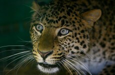 That American dentist has killed A LOT of big game — here are 13