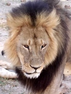 US moves to curb trophy hunting after Cecil's death