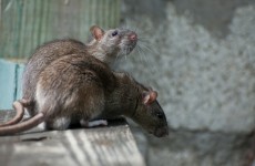 Suspected rat sighting forces plane to turn around