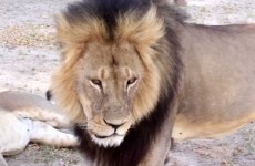 Confusion over whether Cecil the lion's brother has been shot dead