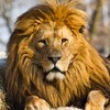 'A case of mistaken identity': Jericho the lion was NOT killed