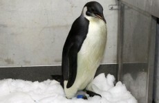 Happy Feet the Penguin is lost once more