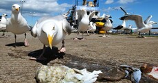 QUIZ: Did these seagull attack stories actually happen?
