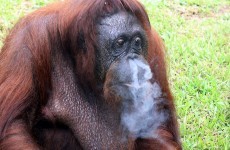 Smoking Malaysian orangutan forced to kick the habit