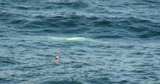 First ever pictures of Arctic beluga whale in Irish waters (well, it has been a bad summer)