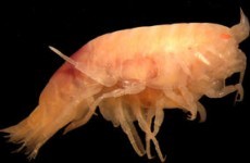 Terrifying but tiny - this whale-eating shrimp has been discovered in Irish waters