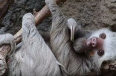 WATCH: This tiny newborn sloth and its proud mum