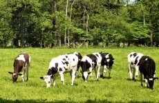 Here's the truth about 'healthy’ milk alternatives