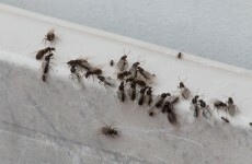 Flying ants are taking over Ireland right now, and here's why