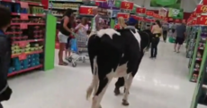 There are cows in supermarkets as people lose the plot over the price of milk