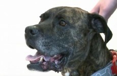 This dog went missing almost a decade ago... but now he's finally home again