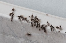 "Single-purpose sexual missiles" - mating flying ants are taking over the country