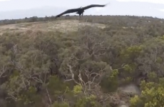 What happens when an eagle spots a drone? There's only one winner