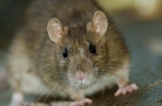 Rats disturbed by Luas works are relocating to Dublin city businesses