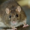 Rats disturbed by Luas works are relocating to Dublin city businesses