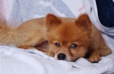 'We beat it 2 death': Cruel note found on tortured dog