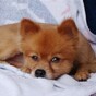 'We beat it 2 death': Cruel note found on tortured dog