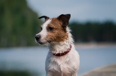 Dog has both eyes removed after Waterford chemical attack