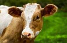 'She was trembling': Blind cow rescued from River Suir
