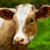'She was trembling': Blind cow rescued from River Suir
