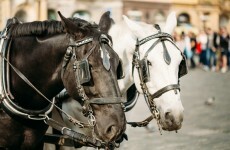 Man dies after falling off horse-drawn cart