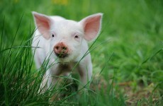 Some pigs saved by firefighters but 400 piglets killed in blaze