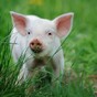 Some pigs saved by firefighters but 400 piglets killed in blaze
