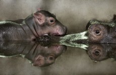 New arrivals at Dublin Zoo (Photos)